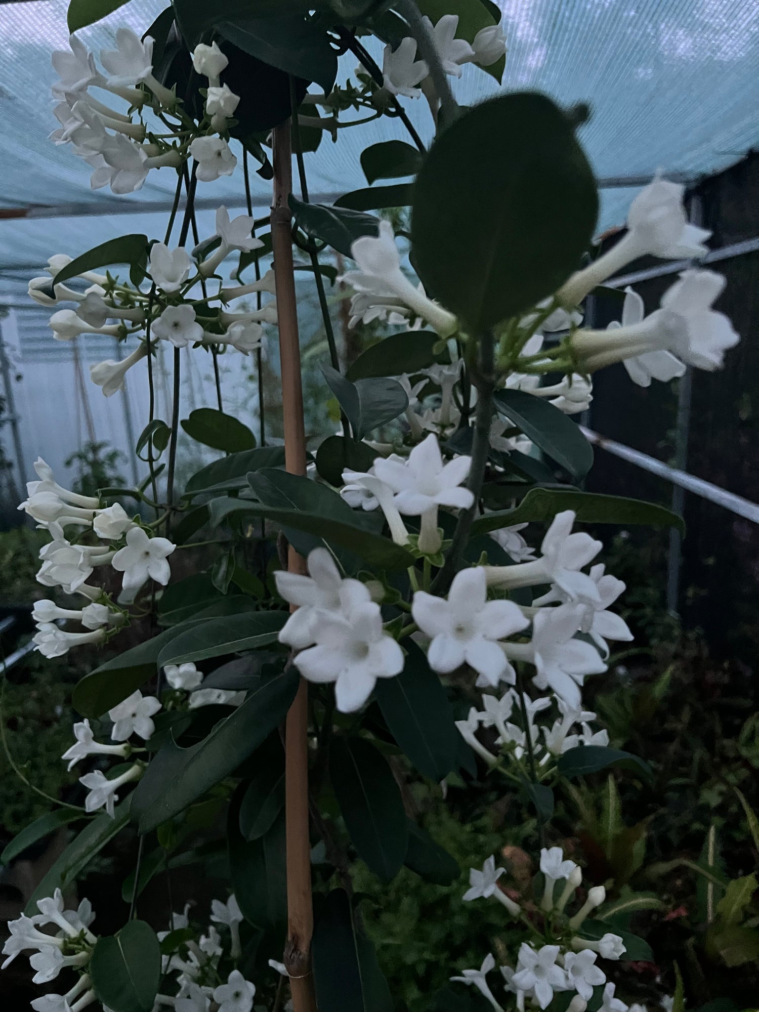 Jasmines and Jasminoides