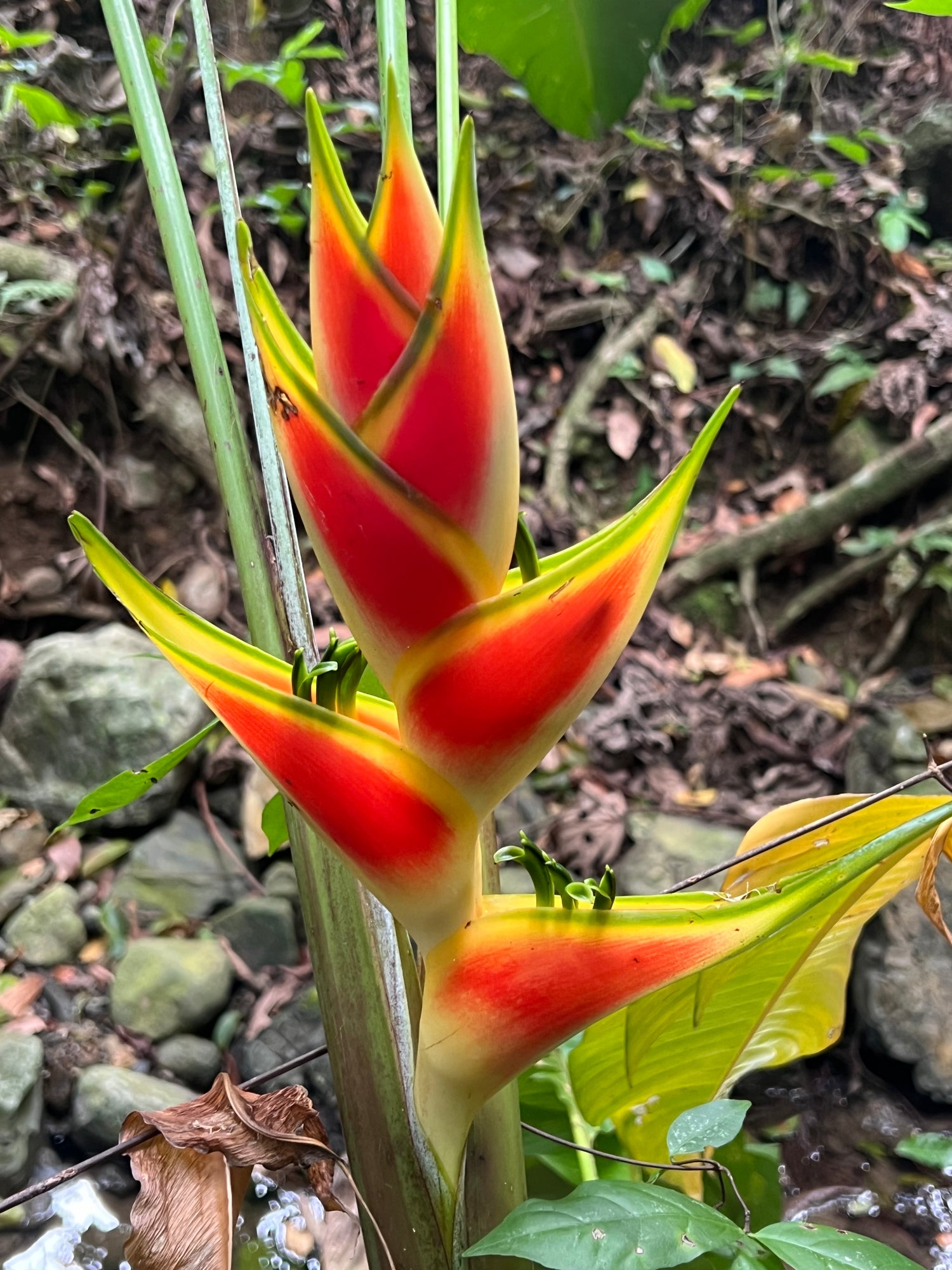 Gingers and Heliconia's