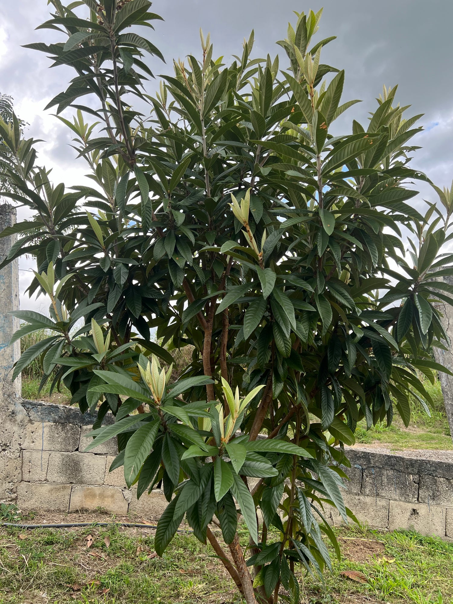 Trees, Bushes and Shrubs