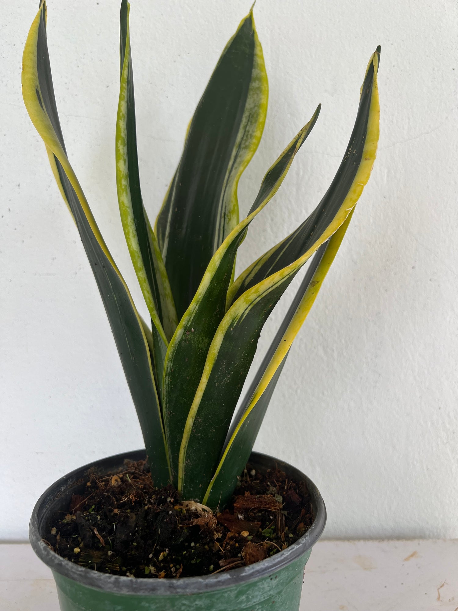 Snake Plants