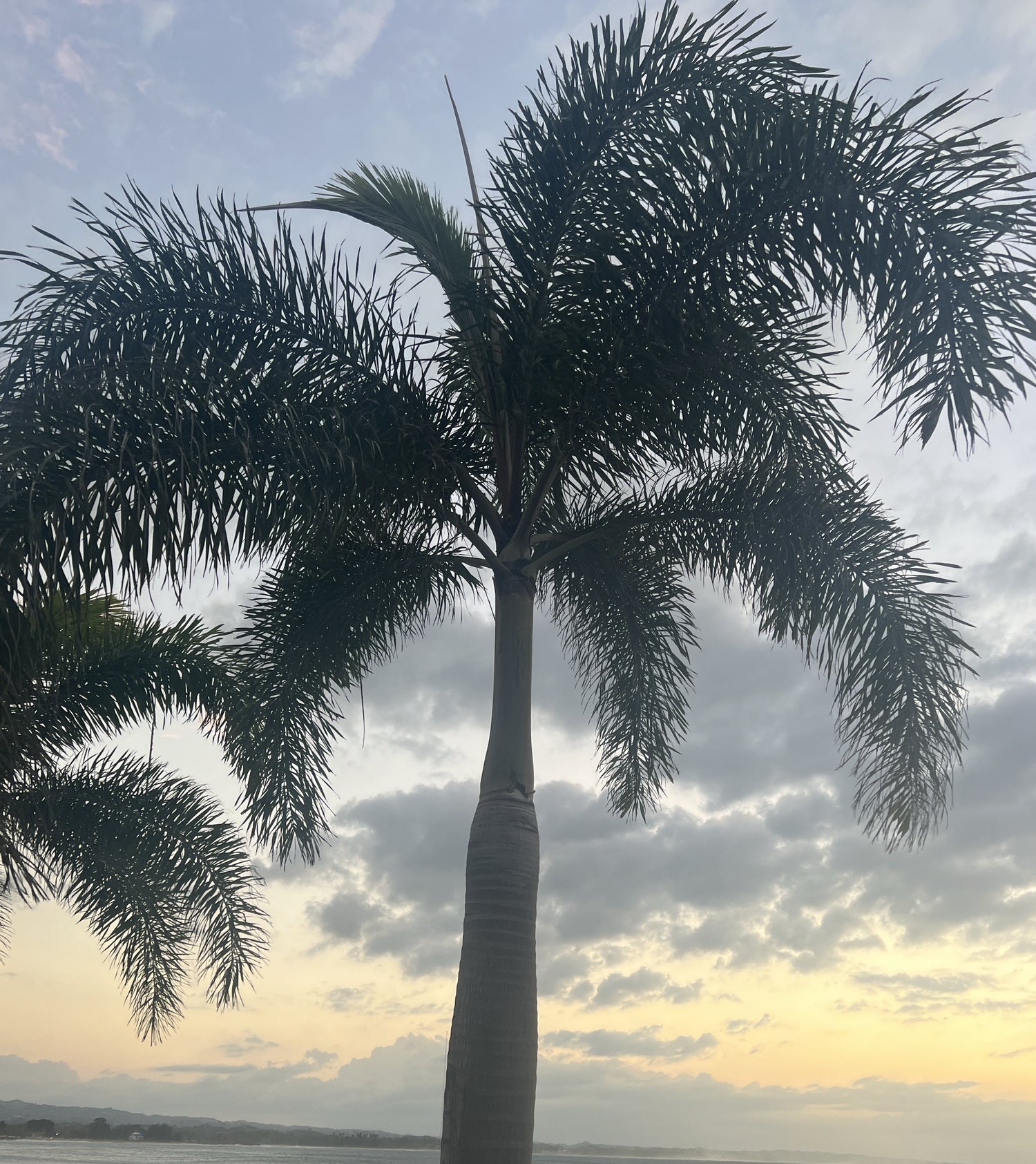 Palms and Cycads