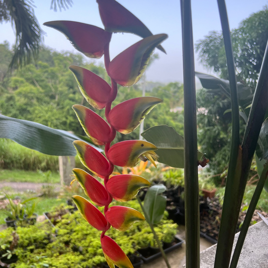 Heliconia Hanging Lobster Claw