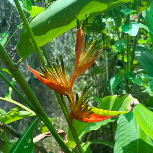 Heliconia 'Guadalupe'