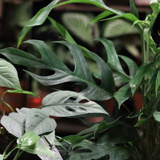 Baltic Blue Pothos