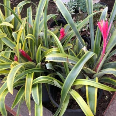 Flaming Torch Bromeliad; Foolproof plant