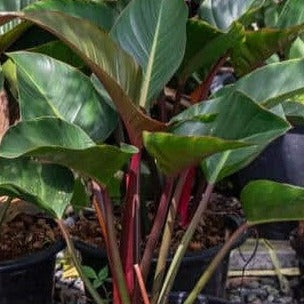 Blushing Philodendron or Red Leaf Philodendron