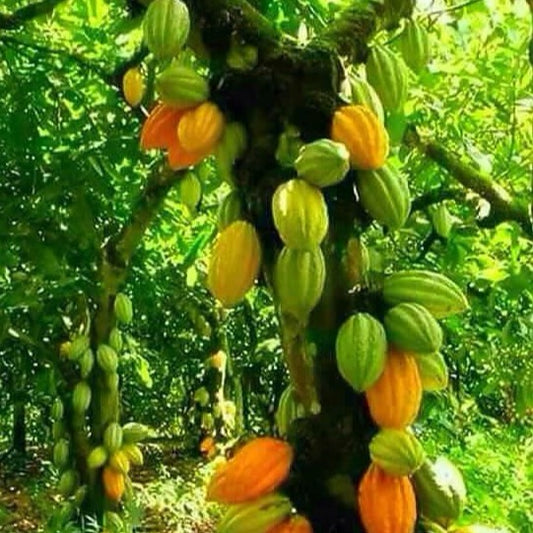 Cacao tree or Chocolate Bean tree