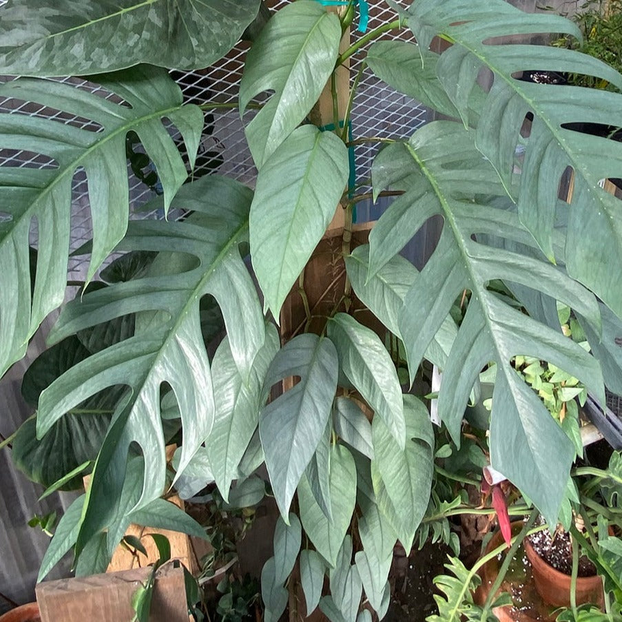 Cebu Blue Pothos