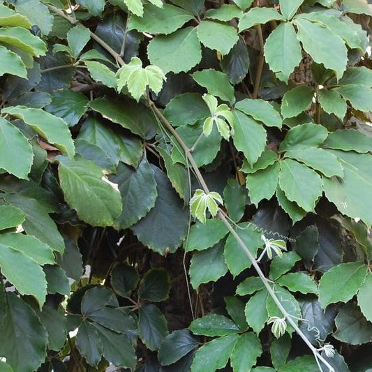 Chestnut vine, Giant Grape Ivy or Lizard Plant