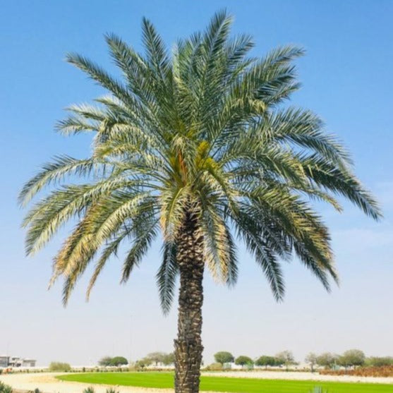 Medjool Date Palm