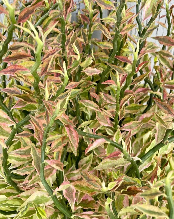 Devil's Backbone, Devil's Root, Japanese Poinsettia or Zigzag plant