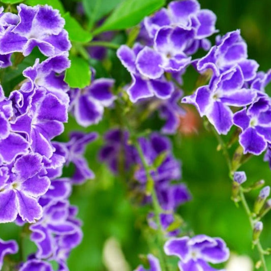 Golden Dewdrops, Sweet Memory, Pidgeon Berry, Sky Flower