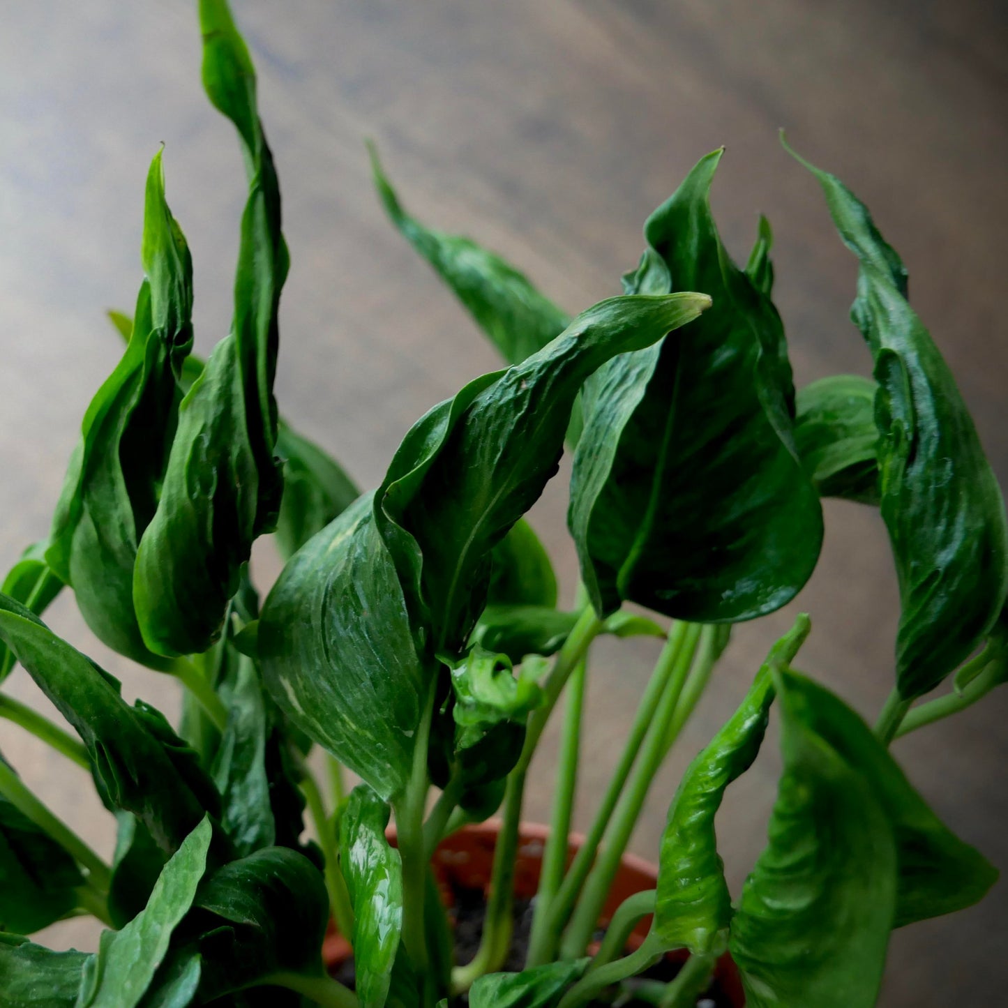 Pothos 'Shangri-La'