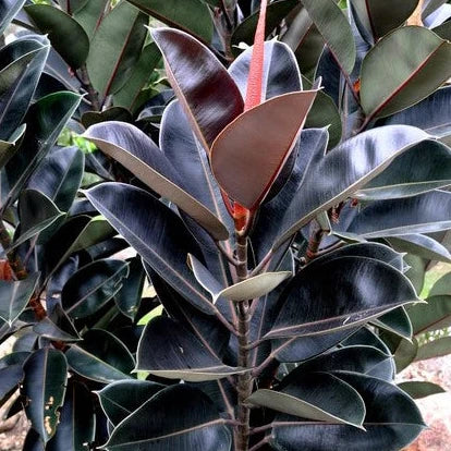 Burgundy Rubber Plant