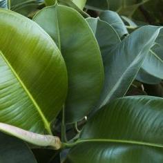 Ficus elastica 'Robusta' or Green Rubber Plant