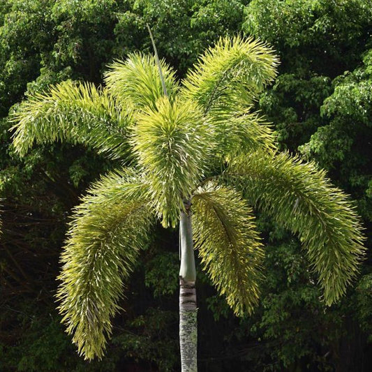 Foxtail Palm