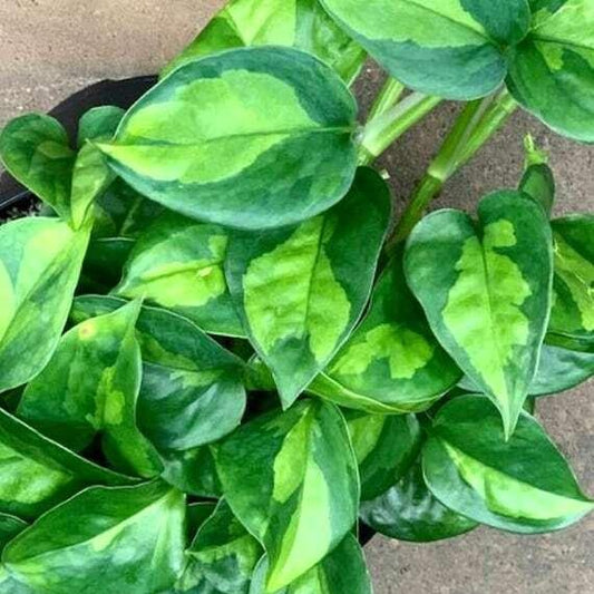 Global Green pothos