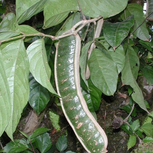 Ice Cream Bean tree