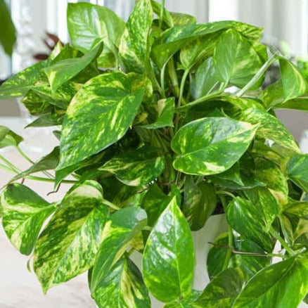 Variegated Hawaiian Pothos