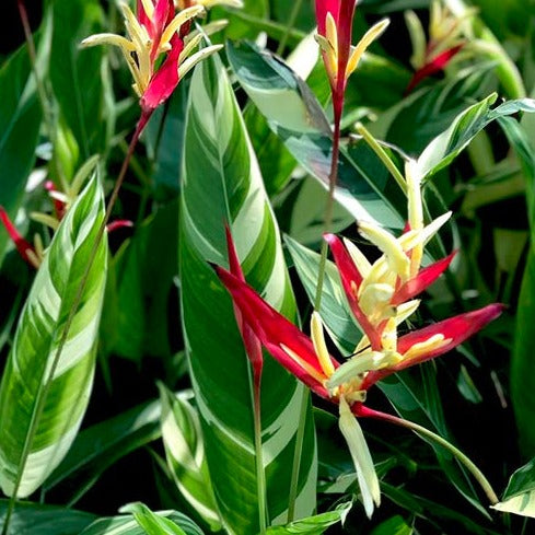 Heliconia 'Lady Di' variegated