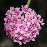 Hoya aldrichii "Christmas Island'