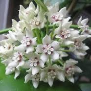 Hoya australis 'Lisa'