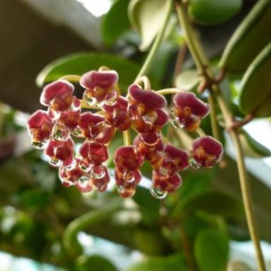 Hoya bilobata