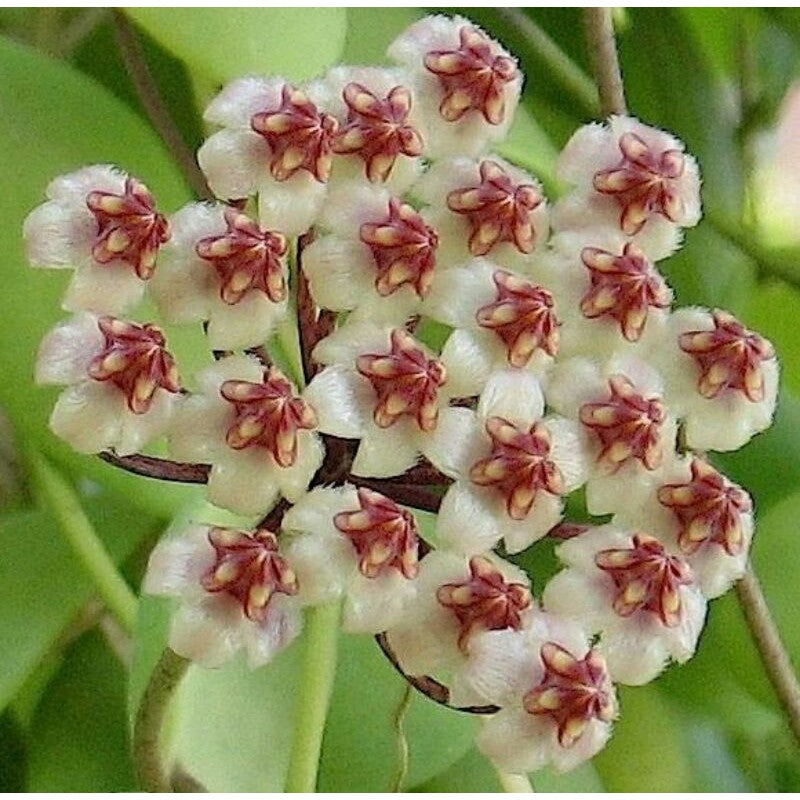 Hoya brevialata