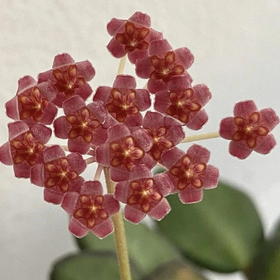 Hoya burtoniae variegata