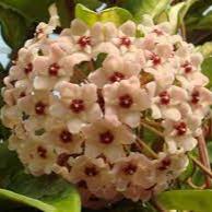 Hoya rubra