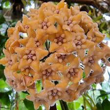 Hoya chewiorum