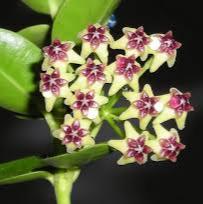 Hoya cumingiana