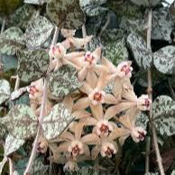 Hoya curtisii