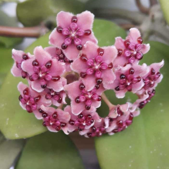 Hoya carnosa 'pink'