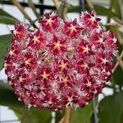 Hoya elmeri