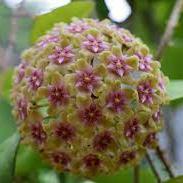 Hoya glabra