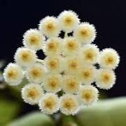 Hoya lacunosa