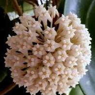 Hoya latifolia 'Snow Queen'