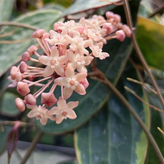 Hoya macrophylla variegata