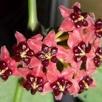 Hoya lobbii pink