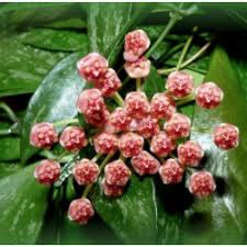 Hoya memoria variegata