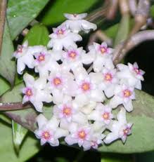 Hoya pallida