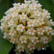 Hoya potsii