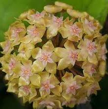 Hoya priktai