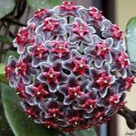 Hoya pubicalyx 'Royal Hawaiian Purple'