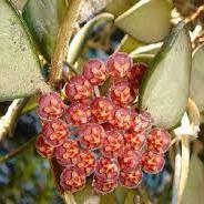 Hoya tsangii