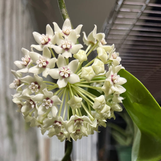 Hoya carnosa 'white'