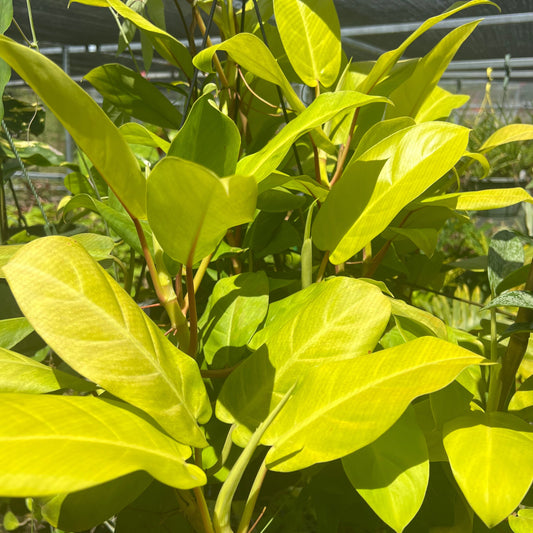 Philodendron 'Golden Goddess' or Philodendron 'Malay Gold'