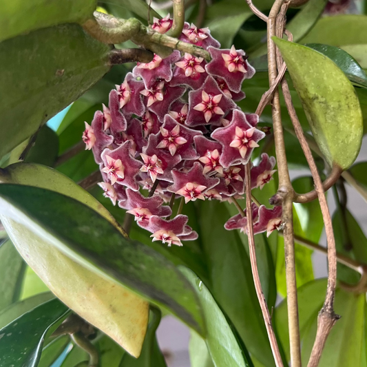 Hoya pubicalyx