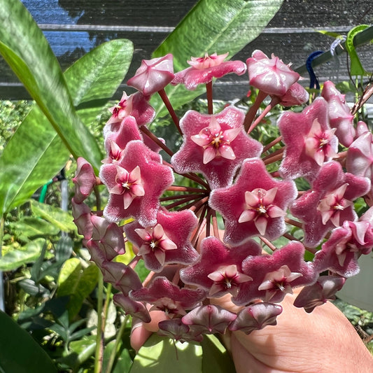 Hoya pubicalyx 'Pink Silver'